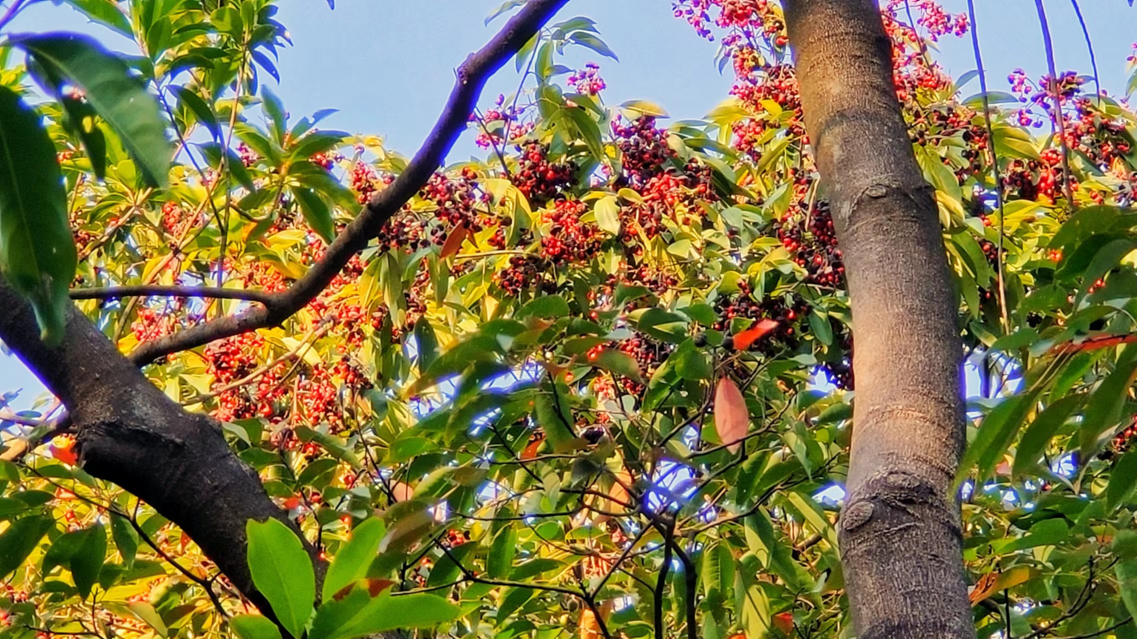 国家二级重点保护植物——软荚红豆(1).jpg