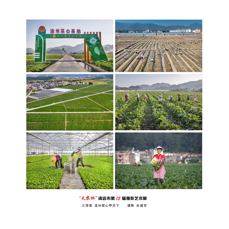 三等奖   连州菜心甲天下   摄影 杜建芬.jpg