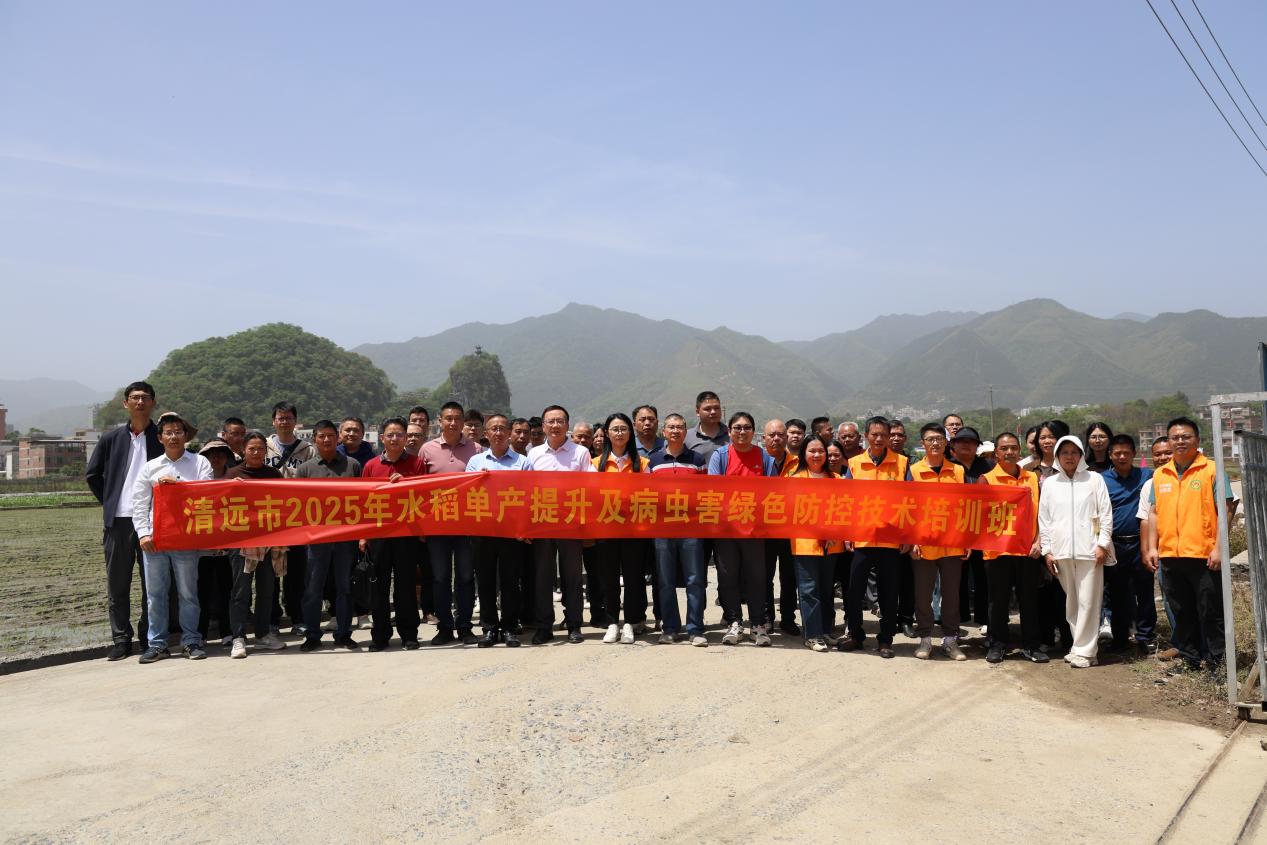 强化科技支撑 清远市举办2025年水稻单产提升及病虫害绿色防控技术培训